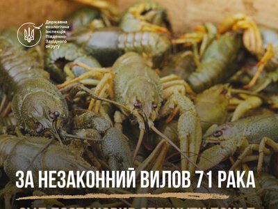 За незаконний вилов 71 рака за рішенням суду мешканець Миколаївщини компенсує понад 136 тис.грн. збитків