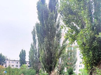 «Бур’яни  вище голови!»: жителі Лисичанська жаліються на окупаційних комунальників