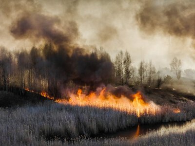 На Чернігівщині спалахнули ліс і торф