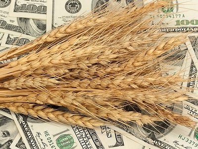Світові ціни на зернові зросли на 2,2%: огляд ринку