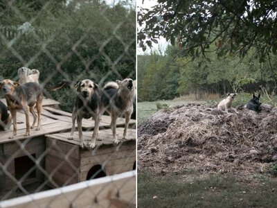 Замість притулку зробили концтабір для тварин