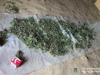 На Дніпропетровщині судитимуть чоловіка за вирощування конопель та зберігання канабісу