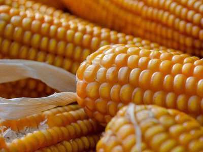 ЄС може імпортувати близько 25 млн тонн кукурудзи: що відбувається з цінами в Україні