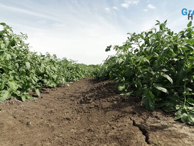 Вірусні хвороби можуть знизити врожай томатів до 80% — агроном