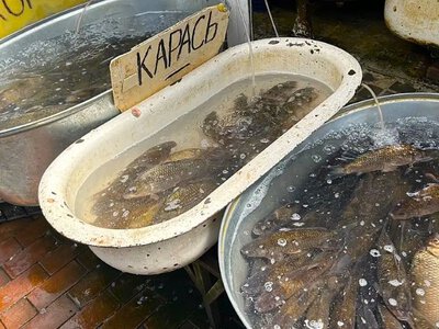 Какие цены на речную местную рыбу на базарах в Харьковской области?