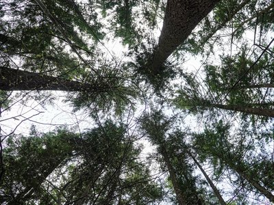 У Києві стартували осінні роботи з благоустрою зелених зон