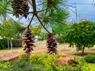Висадять клени, акації та тисячі квітів: які нові рослини з'являться у парках Києва цієї осені