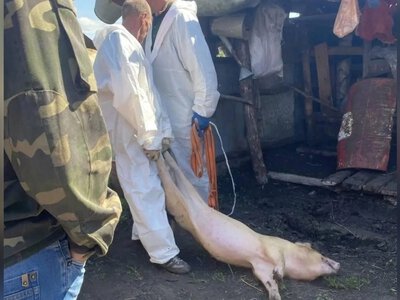 У Тюменській області у фермерів почали вилучати та знищувати свиней через африканську чуму