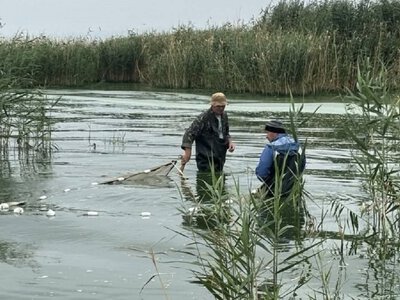 Кніповічія та гірчак: у Кам’янському водосховищі виявили незвичайних мешканців