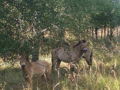 У Чорнобильській зоні сфотографували рідкісних коней Пржевальського