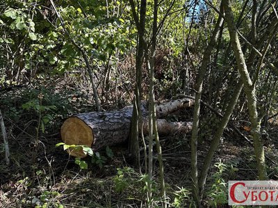 У Тетерівській громаді на Житомирщині незаконно зрубали 29 дерев — шкода понад пів мільйона