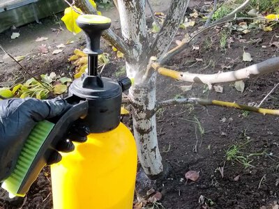 Осінній захист саду: перевірена схема обробки від хвороб і шкідників - Simya