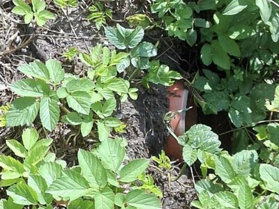 На Рівненщині перевірили річку Замчисько: виявили скид нечистот