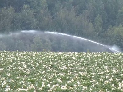 Житомирщина: посуха обмежила полив картоплі