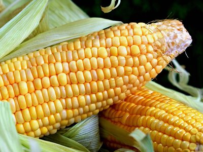 Аргентина перехоплює ринки української кукурудзи на тлі ударів по портах