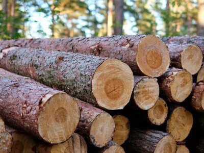 Раніше подані заяви на дрова скасовано: які документи потрібно подати наново?