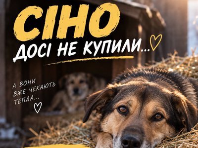 Сіно так і не закупили: у Сумах просять врятувати собак перед зимою
