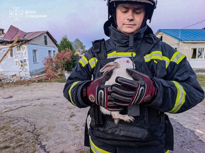 Нічний удар по Шосткинщині: рятувальники виявили загиблу людину та врятували тварин + Фото