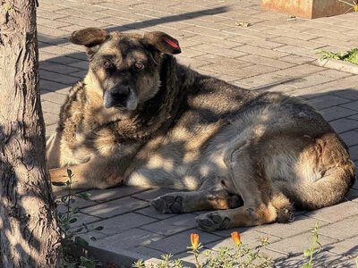 У Житомирській громаді нарахували 1119 безпритульних собак