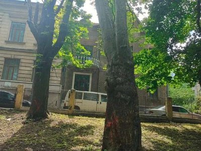 Сьогодні у парку Шевченка в Чернівцях видалятимуть аварійні дерева