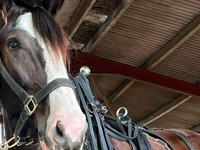 Г’юго став найвищим живим конем у світі