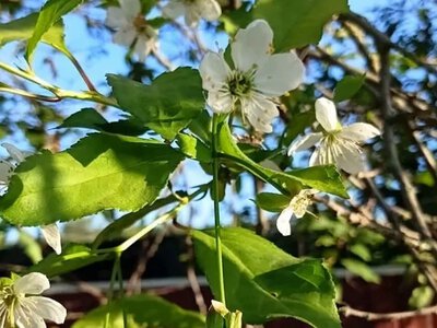 У вересні природа нагадала про весну: у селі зацвіла вишня