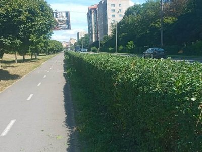 На набережній Франківська обрізають живоплоти та планують висадити нові