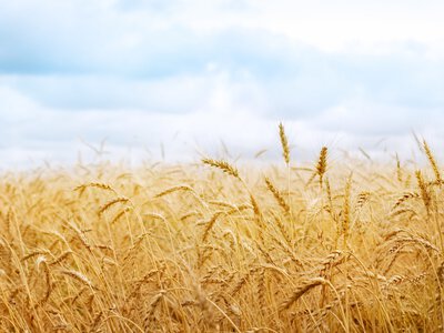 В Україні прогнозують скорочення посівів озимої пшениці на 15%