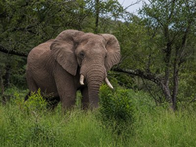 Принц Гаррі залишить раду African Parks у ПАР