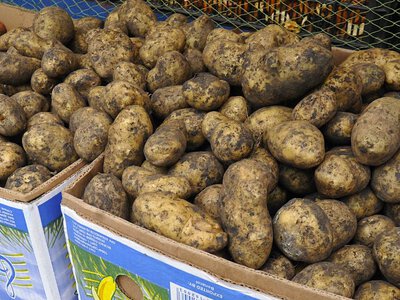 Сколько стоит картофель в сентябре в Харьковской области?