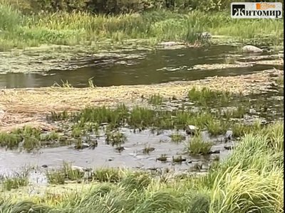 «Для кого працює амфібія?»: у Звягелі показали зарослу Случ біля «Биків»