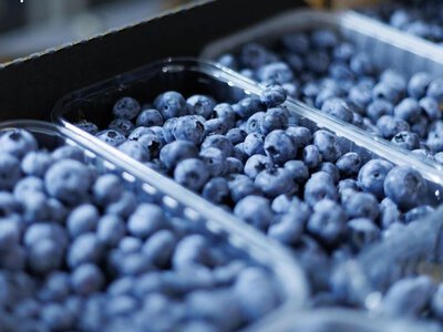 Нідерланди стали ключовим ринком для української лохини