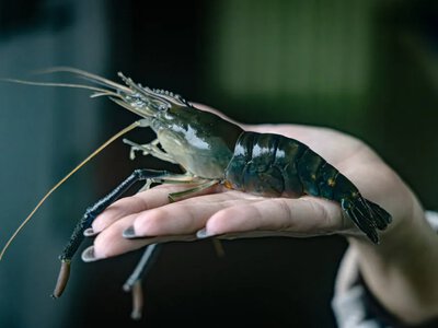 Креветковий бізнес на Хмельниччині: успіх дружини ветерана