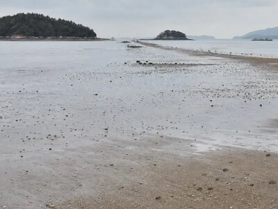 У Південній Кореї мати та трирічний син загинули на пляжі Чиндо