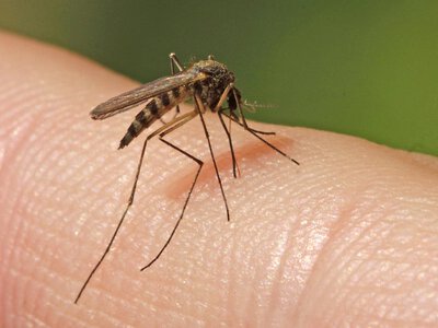 За добу на Закарпатті вісім людей звернулися до медиків через укуси та ужалення