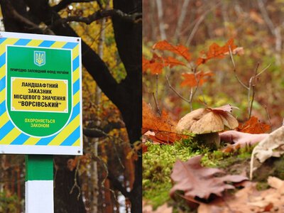 У Карпатах не всюди можна збирати гриби: які території під забороною і які штрафи можна отримати