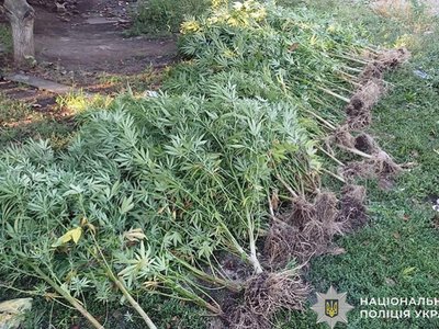Поліцейські Кривого Рогу викрили підозрюваного у вирощуванні рослин конопель
