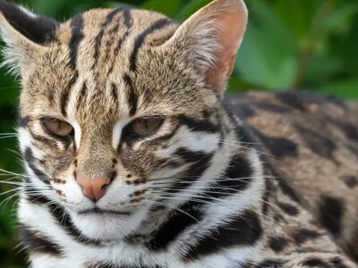 У рідкісних леопардових котів раптом укоротилися хвости: вчені шукають причину