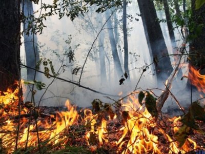 На Закарпатті оголосили надзвичайну пожежну небезпеку 5 класу