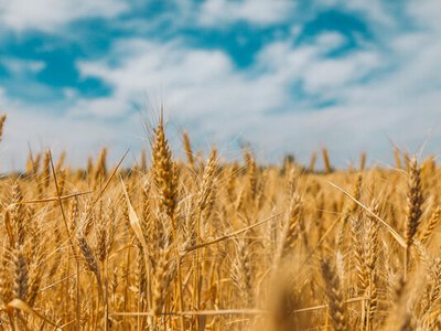 Україна збере більше пшениці, але продасть за кордон менше: USDA змінило прогноз