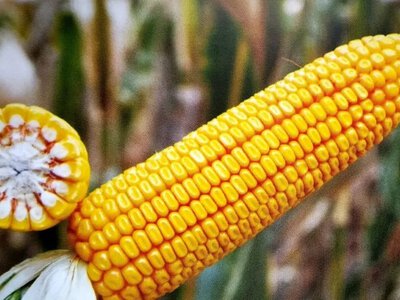 Прогноз урожаю кукурудзи: USDA знизило оцінки
