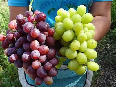 Кому не можна їсти багато винограду – розбиралася газета «Для дому і сім’ї»