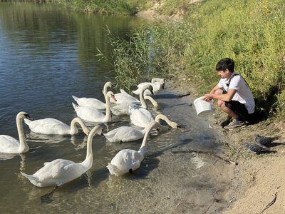 «Привозять з усієї України»: у Горішніх Плавнях ветеринар виходжує скалічених лебедів