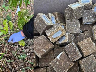 На Рівненщині стартувала осіння кампанія з пероральної імунізації диких тварин проти сказу.