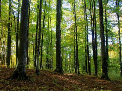 Дерева, які пережили століття: чим унікальні букові праліси Тячівщини