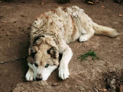 Тварини жили в антисанітарних умовах: UAnimals з притулку евакуювали 14 собак
