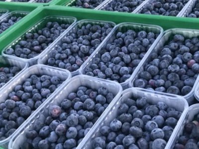 Нідерланди стали найбільшим ринком експорту лохини з України