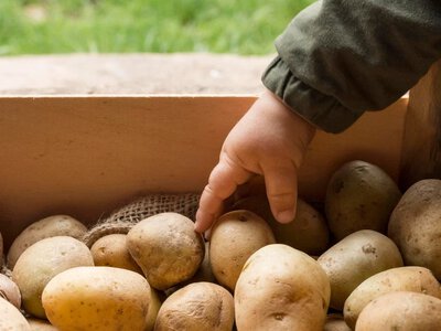 Тільки не в холодильнику: де краще зберігати картоплю, щоб не зіпсувати