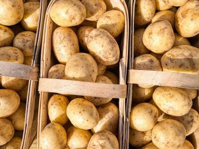 Україні вистачить цьогорічного врожаю картоплі для внутрішніх потреб - міністр агрополітики