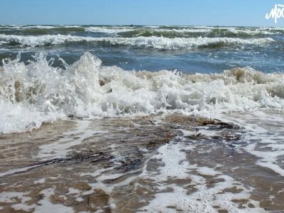 В Азовському морі кількість видів риб скоротилася майже вдвічі - Херсон Daily